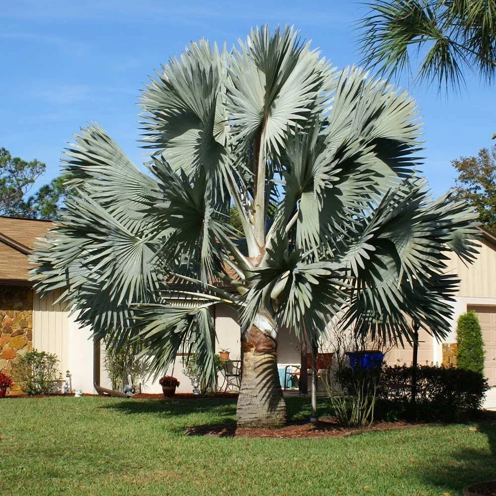Silver Bismarckia Palm Tree Seeds - Bismarckia Nobilis, Tropical Landscaping, Garden, Drought Tolerant, Silver Blue Foliage, 5 Pack