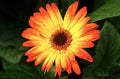 Sunburst Gerbera Daisy Seeds - 200+ Pack, Vibrant Flowers for Garden, Gerbera jamesonii, Bright Blooming Annual Plant