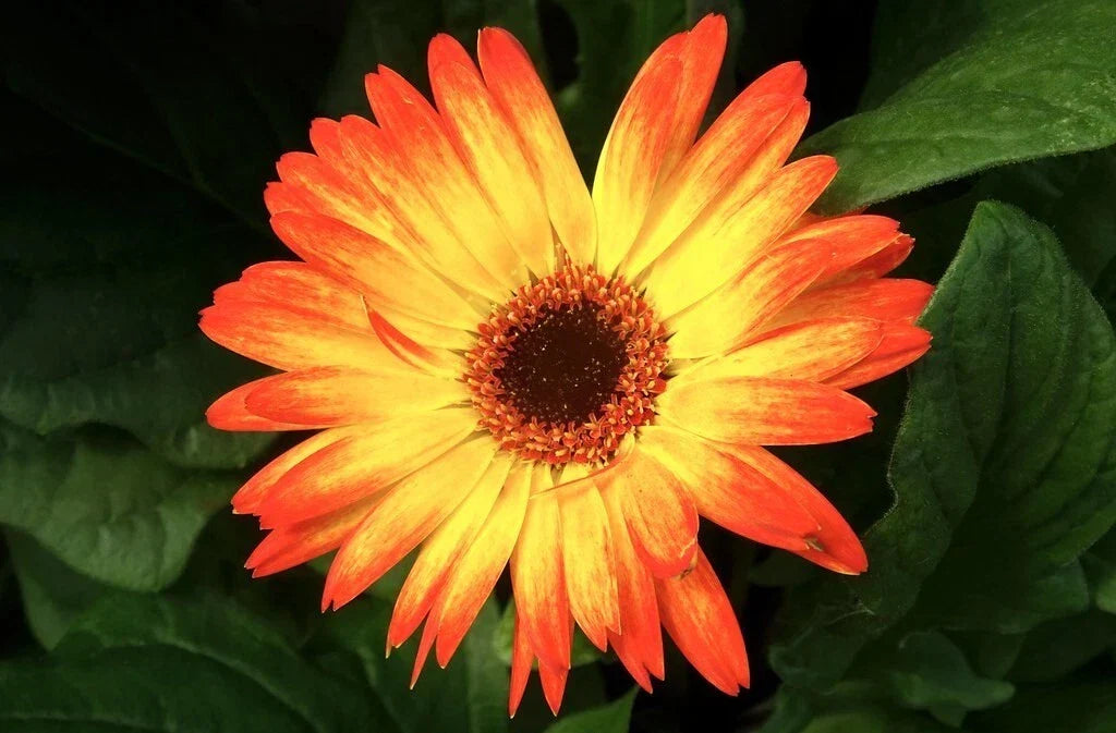 Sunburst Gerbera Daisy Seeds - 200+ Pack, Vibrant Flowers for Garden, Gerbera jamesonii, Bright Blooming Annual Plant