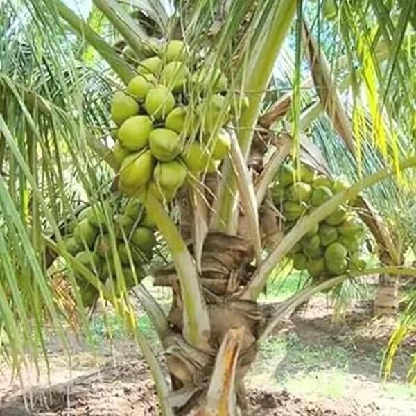 Sprouted Dwarf Green Malayan Coconut Plant – 6–8 Inch Cocos nucifera, Tropical Indoor/Outdoor