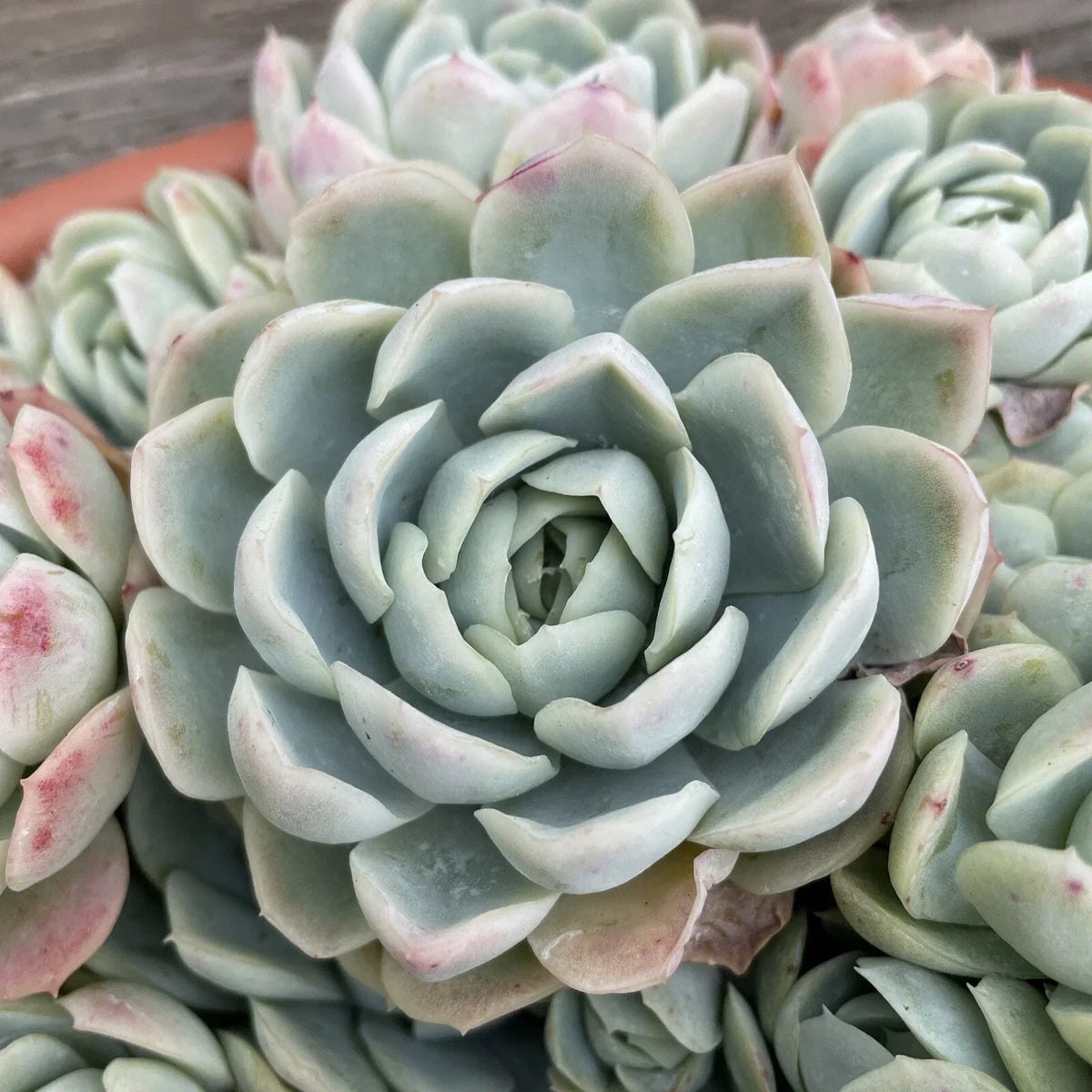 Echeveria Elegans Succulent Cutting 1-2" Mexican Snowball Rosette Plant, Drought Tolerant, Indoor Outdoor