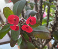 Euphorbia Milii Cutting | Crown of Thorns with Small Red Flowers | Rooted Succulent Plant