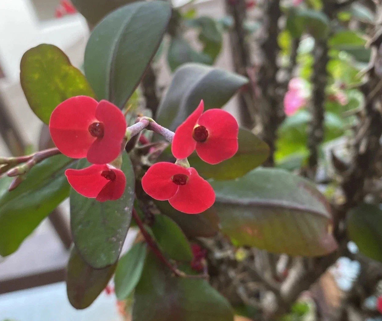 Euphorbia Milii Cutting | Crown of Thorns with Small Red Flowers | Rooted Succulent Plant