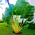Travelers Palm Tree Seeds - Ravenala madagascariensis Exotic Bird of Paradise Plant Seeds for Garden, Patio, Indoor