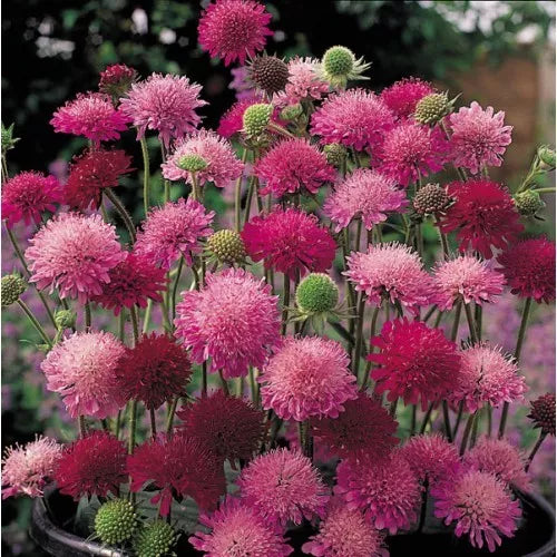 Knautia Pincushion Flowers Seeds, 110 Count, Mixed Colors Red Pink Lavender, Easy to Grow, Knautia macedonica, Garden Flower Seeds