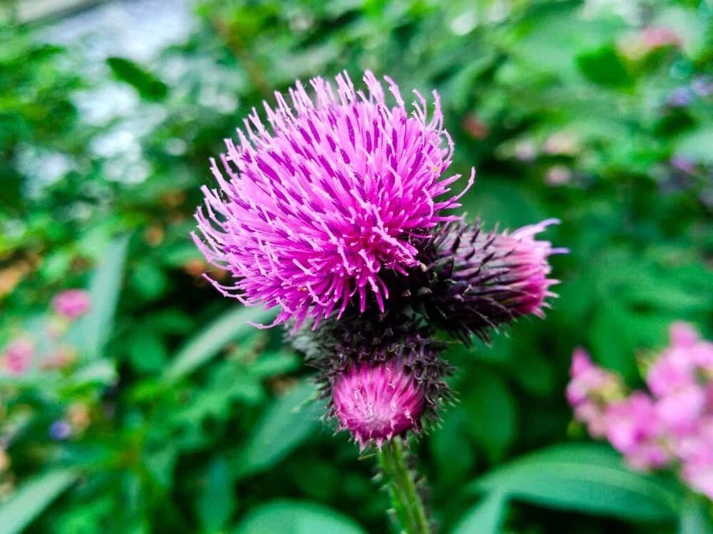 Greater Burdock Root Seeds - 100+ Heirloom Medicinal Herb Seeds for Planting - Arctium lappa