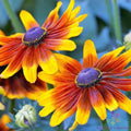 Rudbeckia Seeds - 200+ Autumn Forest Black-eyed Susan Garden Planting - Rudbeckia hirta Seeds for Borders & Containers