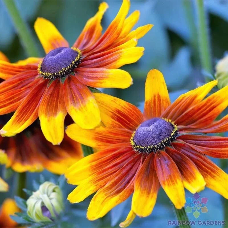 Rudbeckia Seeds - 200+ Autumn Forest Black-eyed Susan Garden Planting - Rudbeckia hirta Seeds for Borders & Containers