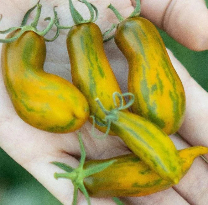 Indeterminate Sausage Tomato Seeds - Low Water Content, Non-GMO, Heirloom, Solanum lycopersicum, 50 Seeds
