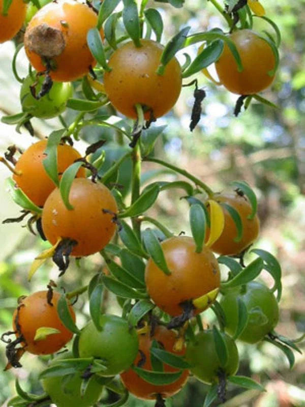 Barbados Gooseberry Seeds - 5 Rare Pereskia aculeata Rose Cactus Seeds - Exotic Indoor & Outdoor Plant Collection
