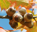 Red Oak Acorn Seeds - Quercus rubra - 25 Shiny 1-1.5 Inch Acorns for Planting, Fast-Germinating Tree Seeds