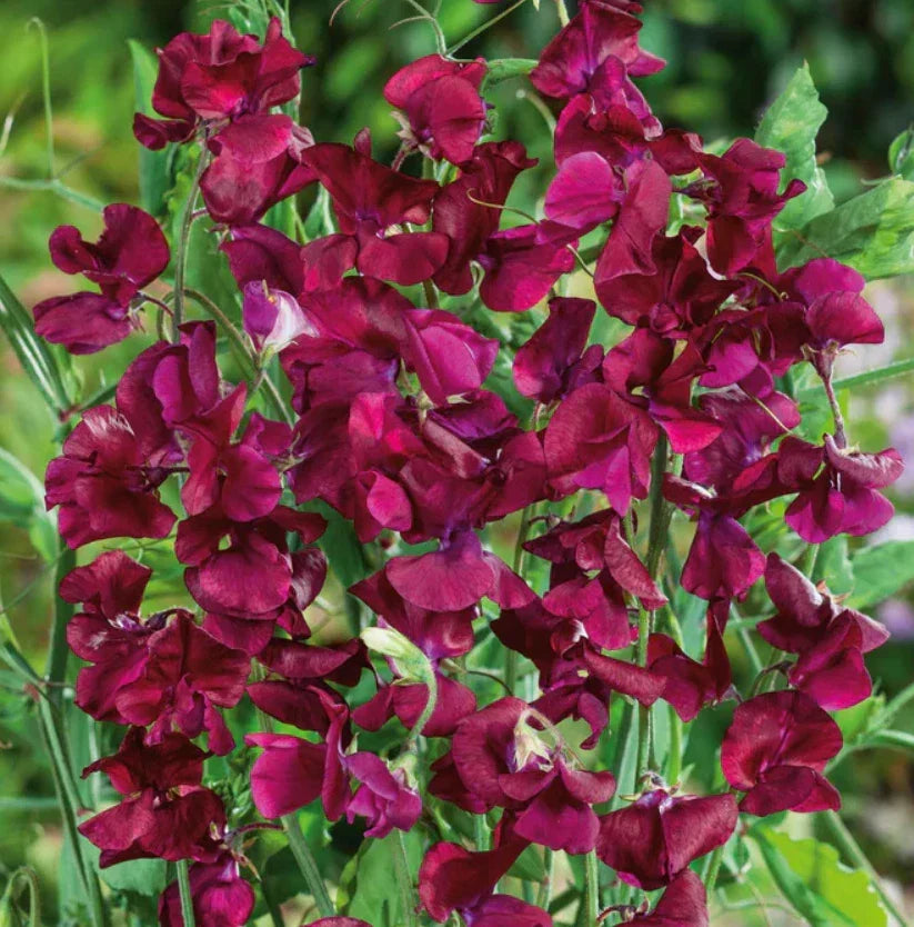 Sweet Pea Seeds - 25 Non-GMO Royal Maroon Fragrant Climbing Vine with Red Flowers - Lathyrus odoratus