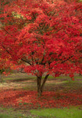 Red Paperbark Maple Seeds - Acer griseum - 5 Pack, Unique Bark, Fall Foliage, Hardy Tree Seeds