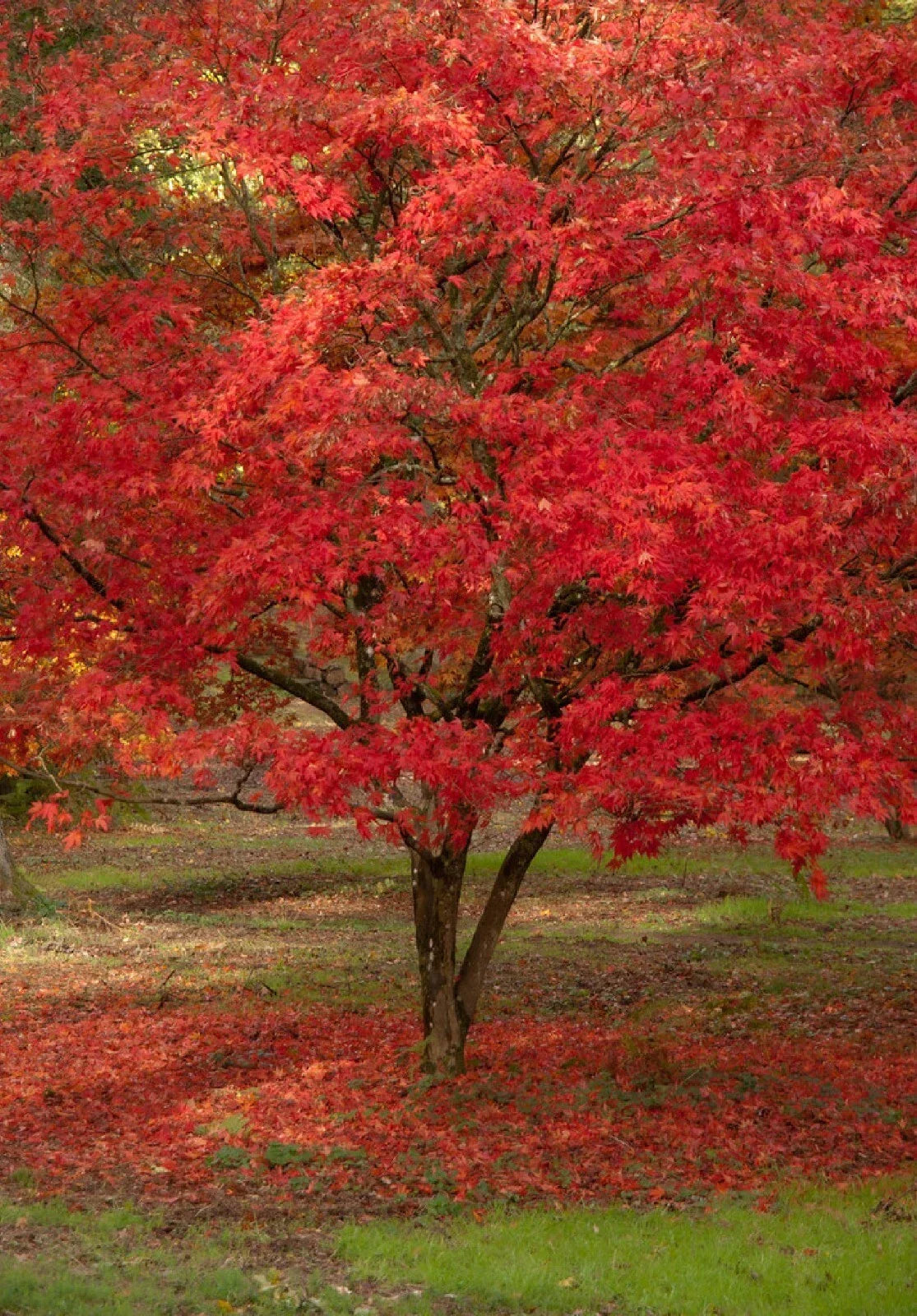Red Paperbark Maple Seeds - Acer griseum - 5 Pack, Unique Bark, Fall Foliage, Hardy Tree Seeds