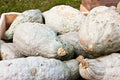 Hubbard Squash Seeds - 25+ Heirloom Cucurbita maxima for Garden Planting, Non-GMO, Sweet Flavor, USA