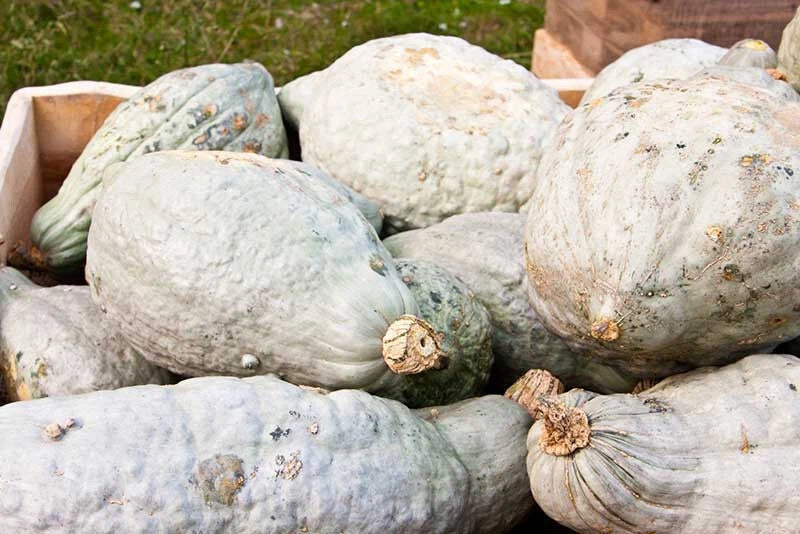 Hubbard Squash Seeds - 25+ Heirloom Cucurbita maxima for Garden Planting, Non-GMO, Sweet Flavor, USA