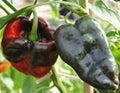 Ancho Poblano Pepper Seeds - 25 Premium Non-GMO Capsicum annuum for Roasting, Grilling & Salsas