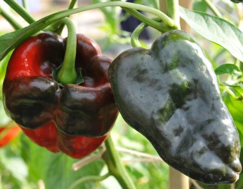 Ancho Poblano Pepper Seeds - 25 Premium Non-GMO Capsicum annuum for Roasting, Grilling & Salsas