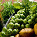Nelson F1 Brussels Sprouts Seeds - 500+ Count Vegetable Seeds for Home Garden, Brassica oleracea var. gemmifera