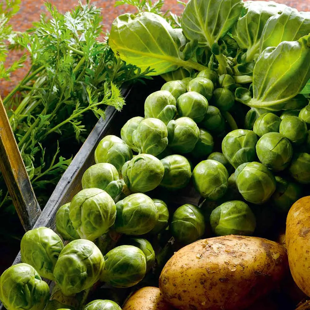 Nelson F1 Brussels Sprouts Seeds - 500+ Count Vegetable Seeds for Home Garden, Brassica oleracea var. gemmifera