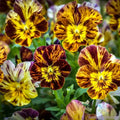 Pansy Seeds - 200+ Brush Strokes Viola Annual Seeds for Borders, Containers, Garden Beds - USA Grown