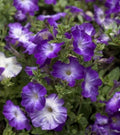 Petunia Seeds 25 Pelleted Melin Blue Morn Petunia × atkinsiana for Garden, Container, Hanging Basket