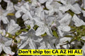 Gerbing Azalea Shrub 1 Gal Pot Pink Flowering Outdoor Plant Rhododendron obtusum