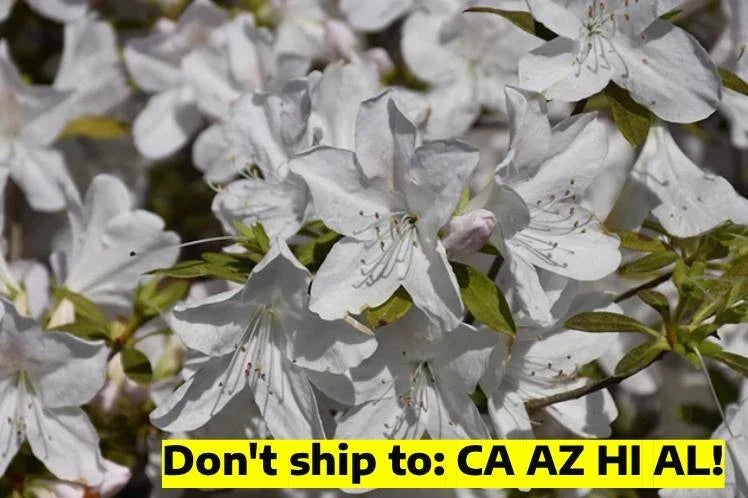 Gerbing Azalea Shrub 1 Gal Pot Pink Flowering Outdoor Plant Rhododendron obtusum