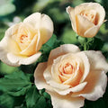 Rose “Canada” Cuttings 3-Pack for Rooting – Pink Fragrant Rosa spp. Garden Plants