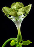 Ceropegia Sandersonii Parachute Plant - Well Rooted Indoor Succulent in 3.5" Pot