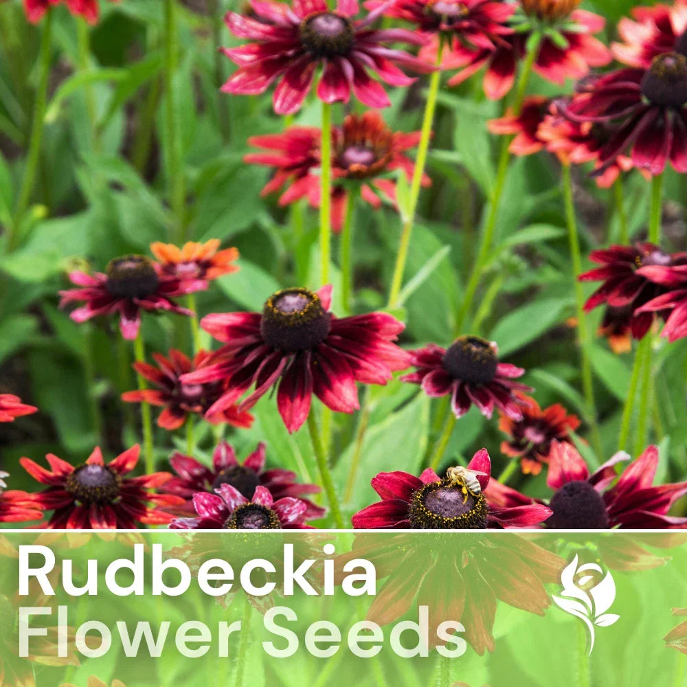Blackberry Delight Rudbeckia Seeds - Annual Flower Seeds for Garden, Yellow with Dark Centers, Rudbeckia hirta, 125+ Seeds