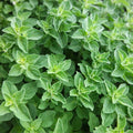 Greek Oregano Seeds 2,000 Heirloom Non-GMO Origanum vulgare ssp. hirtum for Culinary Gardens