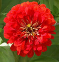 Cherry Queen Zinnia Seeds – Over 150 Red Flower Seeds for Garden, Borders, Containers – Zinnia elegans, Annual, Full Sun, USA Seller
