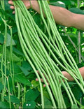 Yard Long Bean Seeds | Non-GMO Green Sitaw Vigna unguiculata subsp. sesquipedalis | Climbing Vine Seed Packet