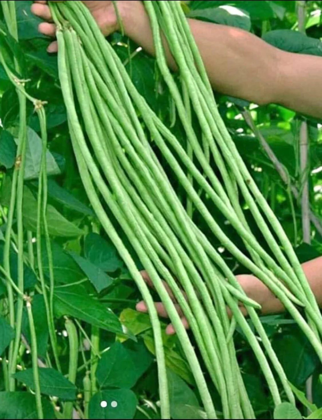 Yard Long Bean Seeds | Non-GMO Green Sitaw Vigna unguiculata subsp. sesquipedalis | Climbing Vine Seed Packet
