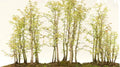 Redwood Bonsai Tree Seeds - Sequoiadendron giganteum - 25 Pack for Indoor & Outdoor Cultivation