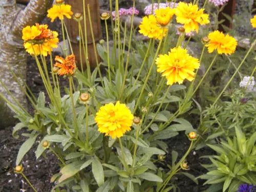 Coreopsis Lance-Leaf Seeds - Perennial Flower Seeds - Bright Yellow Blooms - Coreopsis lanceolata - 239 Pack