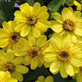 Profusion Lemon Zinnia Seeds - 100+ Pack, Bright Yellow Flowers, Zinnia elegans, Garden Planting, Drought Tolerant, Easy to Grow