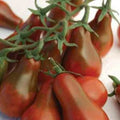 Chocolate Pear Seeds - Pear-Shaped Cherry Fruit - 30 Seeds - Prunus avium - Organic, Non-GMO, Easy to Grow