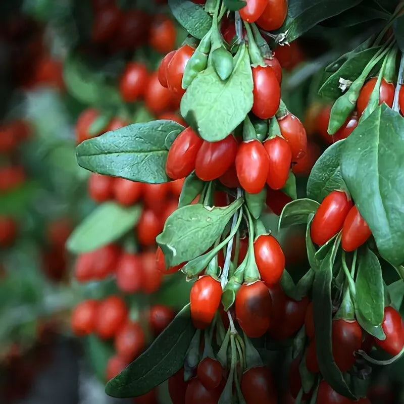 Organic Goji Berry Cuttings - 20 Fresh Lycium barbarum Shrubs for Fruit & Foliage