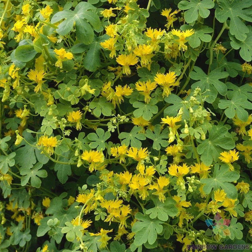 Canary Creeper Nasturtium Seeds - 50+ Pack, Climbing Vine, Tropaeolum peregrinum, Edible Flowers, Garden Planting, USA