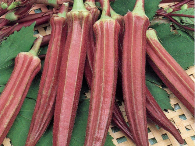 Red Burgundy Okra Seeds - Organic Abelmoschus esculentus for Home Gardening, Vibrant Red Pods, Easy to Grow, Non-GMO Seed Pack