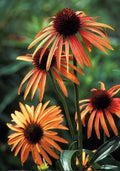 Orange Coneflower Seeds, Perennial Echinacea Purpurea, Bright Orange Flowers, Pollinator-Friendly Garden Seeds, 50 Pack
