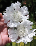 White Scabiosa Pincushion Flower Seeds - Perennial, Organic, 100 Count, Scabiosa caucasica for Garden Borders & Pollinator Attracting
