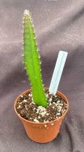 Yellow Dragon Fruit Plant - Selenicereus megalanthus in 3" Pot | Live Tropical Cactus