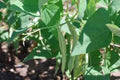 Black Turtle Pole Bean Seeds - Heirloom Phaseolus vulgaris for Gardening & Cooking, 20+ Seeds
