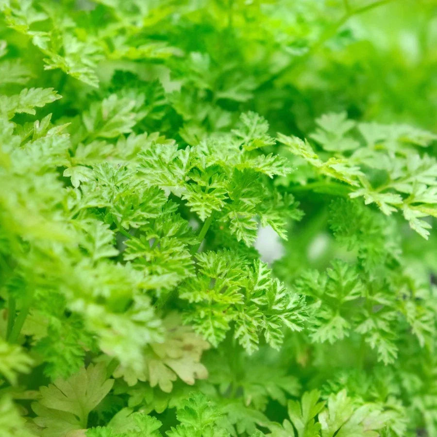 Winter Chervil Seeds - Heirloom Non-GMO French Parsley Variety for Culinary Use, Anthriscus cerefolium