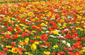 Corn Poppy Mix Flower Seeds - Wildflower Garden Seeds for Containers, Easy to Grow, Vibrant Colors, Papaver rhoeas, 2001+ Seeds