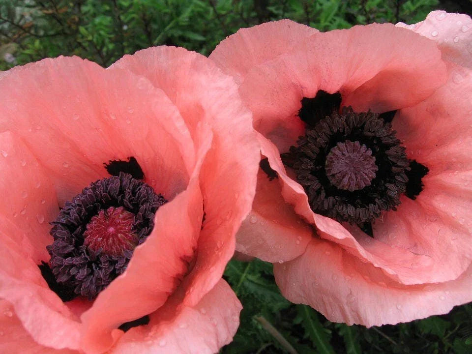 Oriental Poppy Seeds - 200+ Premium Papaver orientale Garden Flower Seeds for Borders & Containers