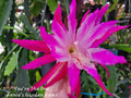 Epiphyllum You're The One Unrooted Cuttings - 8 to 10 Inches Long for Propagation